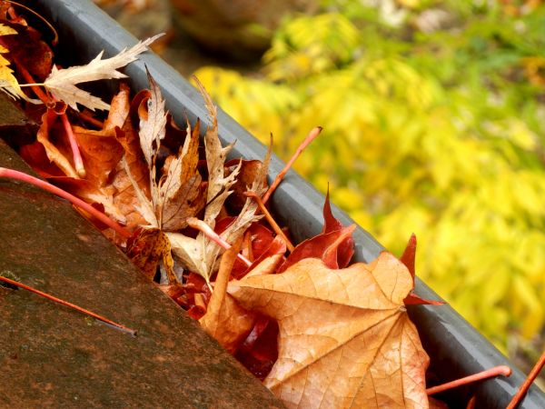 Roof Gutter Debris Removal Service